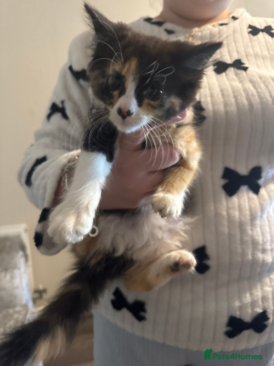 Mixed Breed cats for sale: Ready for new home - Image 4