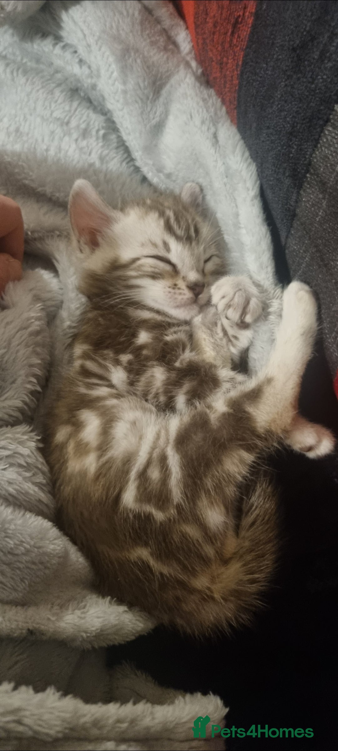 Bengal cats for sale: Snow mink Bengal boy - Advert 3