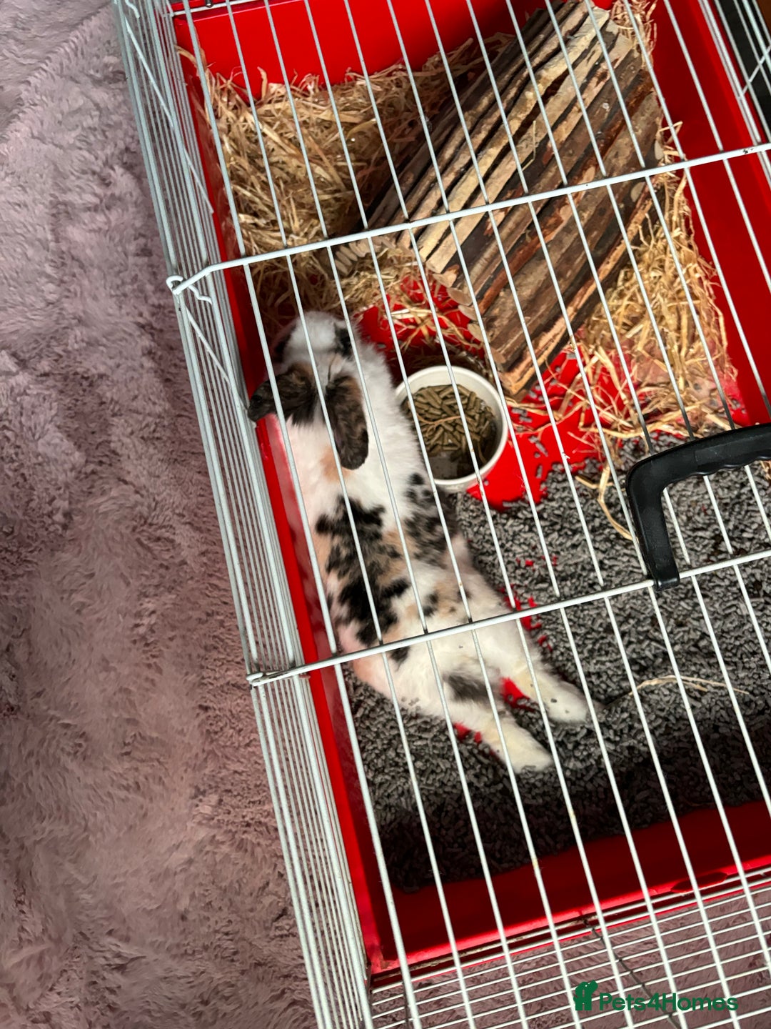 Mini Lion Lop rabbits for sale: House rabbit for sale - Elmo  - Advert 4