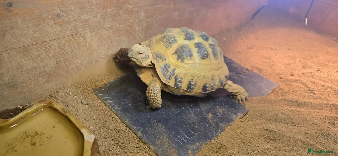 Tortoise reptiles for sale: 3-Year-Old Horsfield Tortoise + Complete Setup - Advert 1