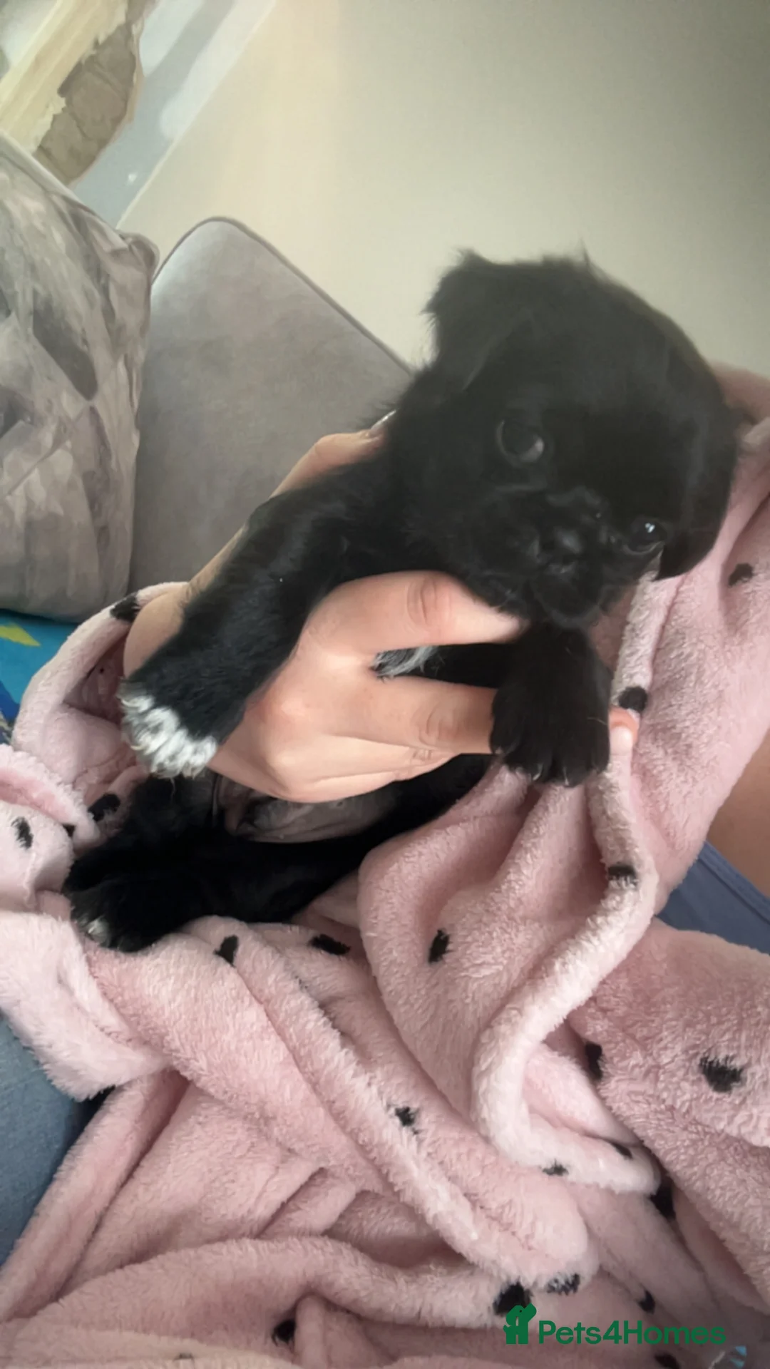 Mixed Breed dogs for sale: Pug - Zu  in Newcastle upon Tyne - Advert 5