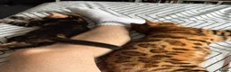 Bengal cats for sale: Stunning Bengal Kittens - Advert 12
