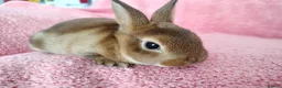 Rex rabbits for sale: Baby mini rex for sale  - Advert 6