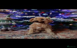 Miniature Poodle dogs for stud: Mini poodle stud. DNA clear - Image 1