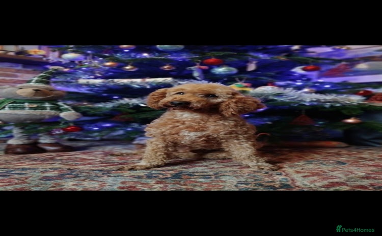 Miniature Poodle dogs - Advert 1