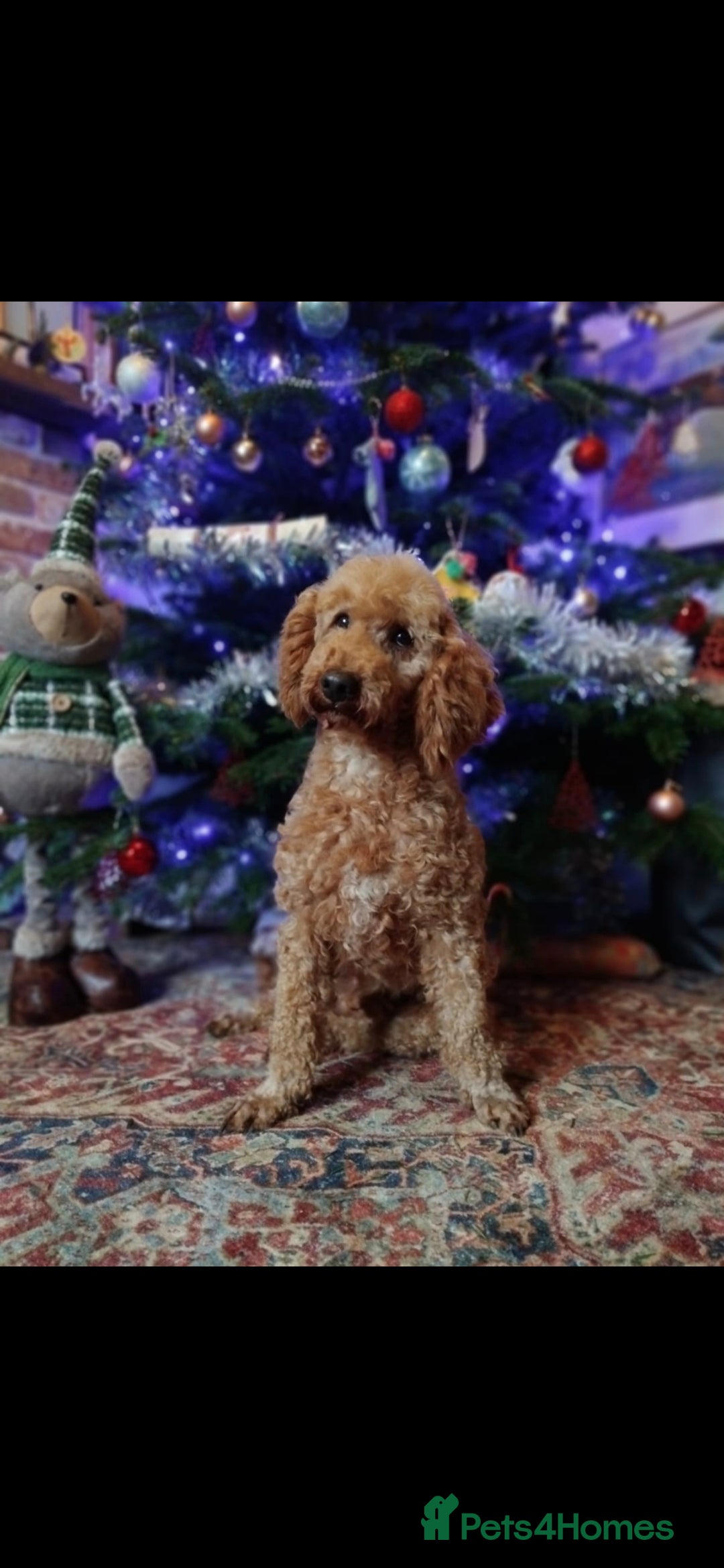 Miniature Poodle dogs for stud: Mini poodle stud. DNA clear - Image 1