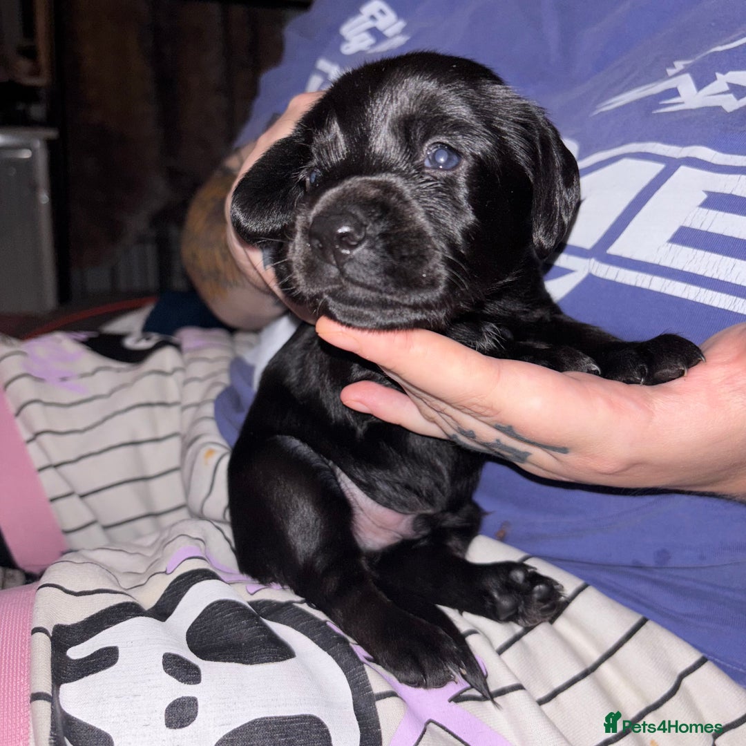 Cockerdor dogs for sale: Cockerdor puppies - Advert 9