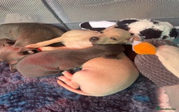 Italian Greyhound dogs for sale: Stunning Tiny Cream Boy  - Image 14