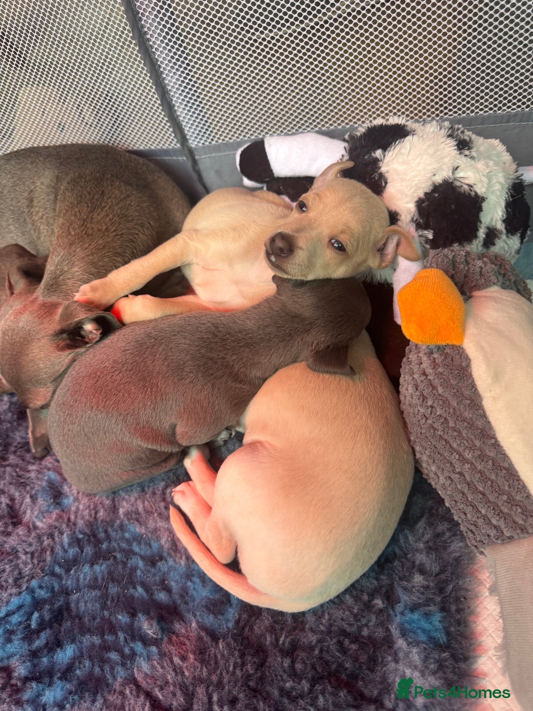 Italian Greyhound dogs for sale: Stunning Tiny Cream Boy  - Image 14