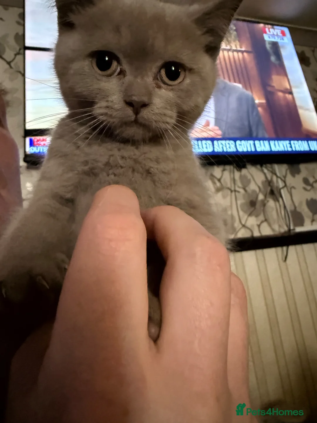 British Shorthair cats for sale: Pedigree GCCF kittens  - Advert 2