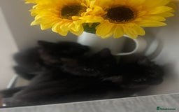 Mixed Breed cats for sale: 2 Black Fluffy Kittens (15wk old brothers) - Image 6