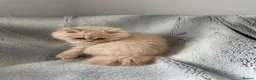 British Longhair cats for sale: Pedigree British Longhair Male  in Crewe - Advert 4