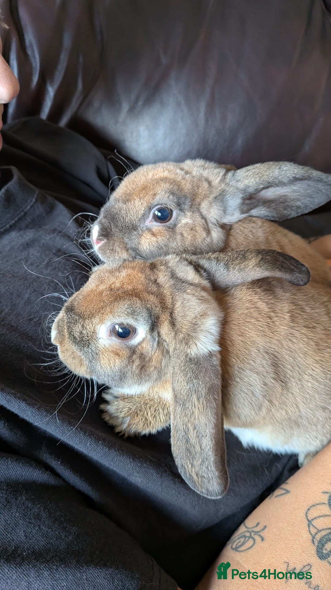 Mini Lop rabbits Mini plush lop - Advert 8