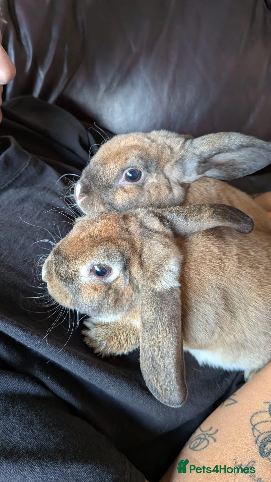 Mini Lop rabbits for sale: Mini plush lop - Advert 1