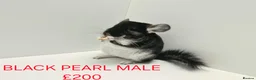 Chinchilla rodents for sale: TAME&FRIENDLY BABIES CHINCHILLA MIX COLOUR&GENDER  - Advert 11
