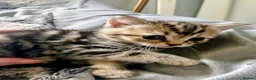 British Shorthair cats for sale: British Short Haired Kittens ready now  - Advert 3