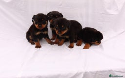 Rottweiler dogs for sale: Rottweiler puppy  - Image 17