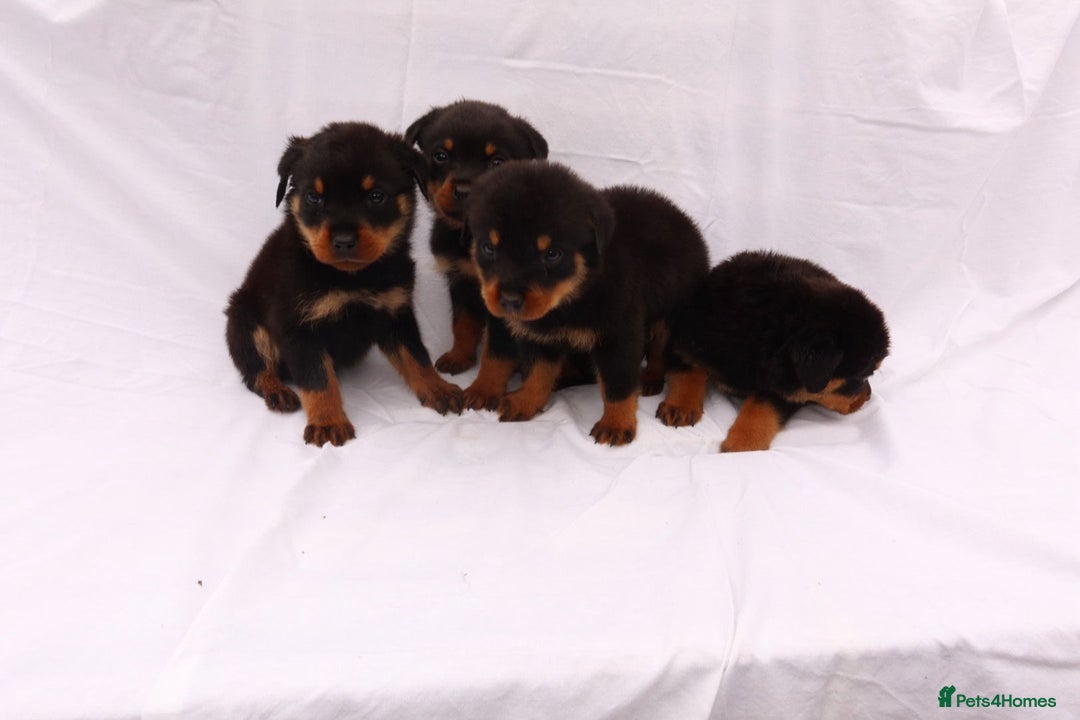 Rottweiler dogs for sale: Rottweiler puppy  - Image 17