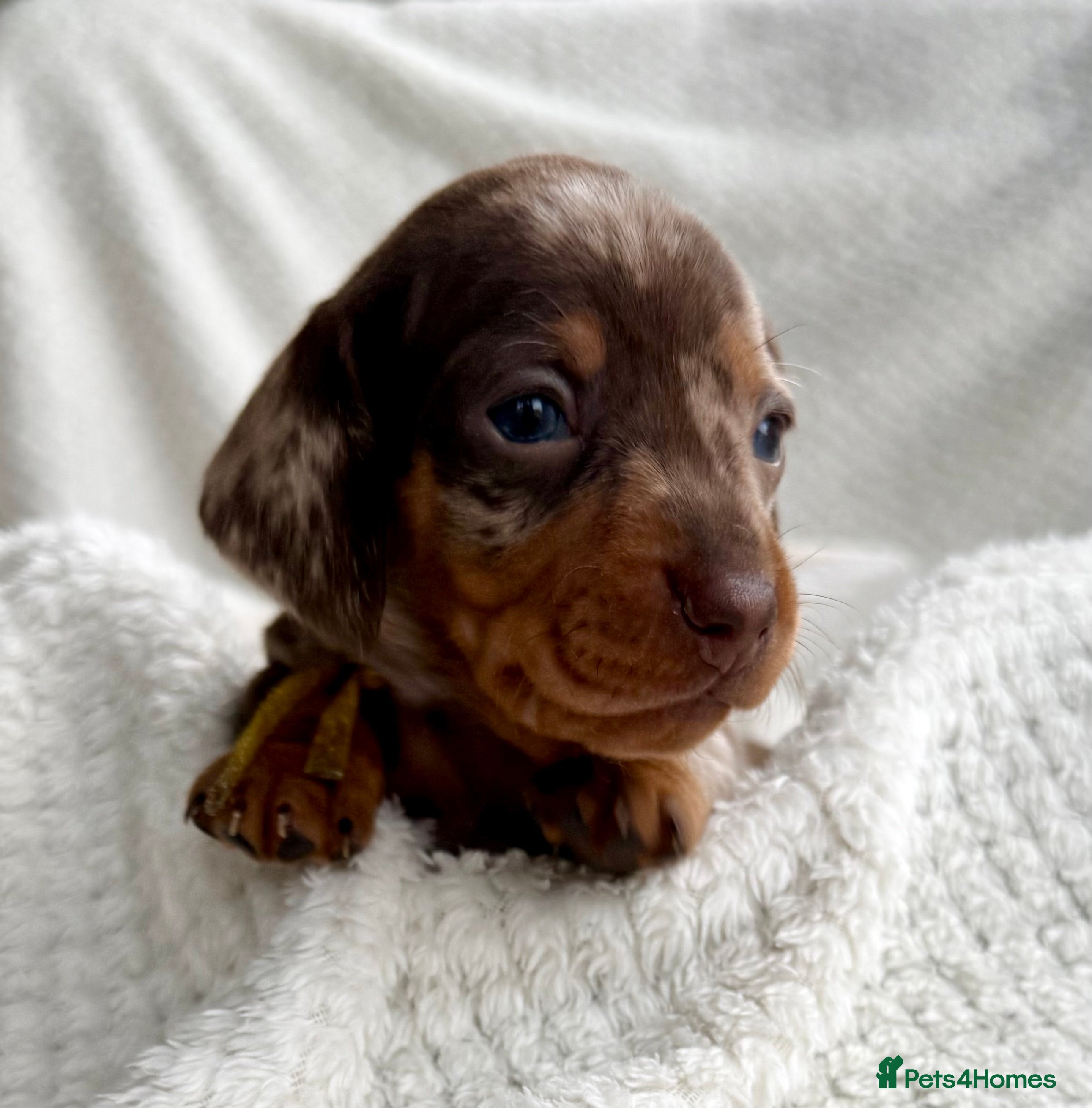 Miniature Dachshund dogs Kc reg choc tweed dapple & choc n tan  - Advert 4