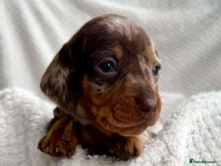 Miniature Dachshund dogs Kc reg choc tweed dapple & choc n tan - Advert 4