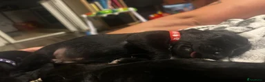 Mixed Breed 4