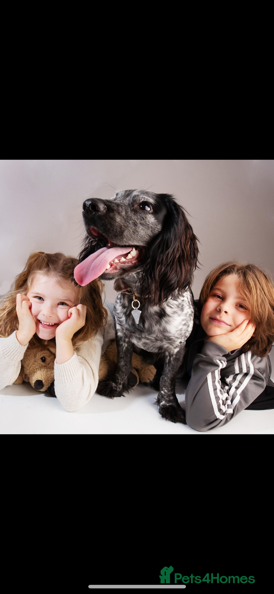 Cocker Spaniel dogs for stud: Big Stan. - Advert 1