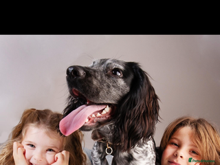 Cocker Spaniel dogs for stud: Big Stan. - Advert 1