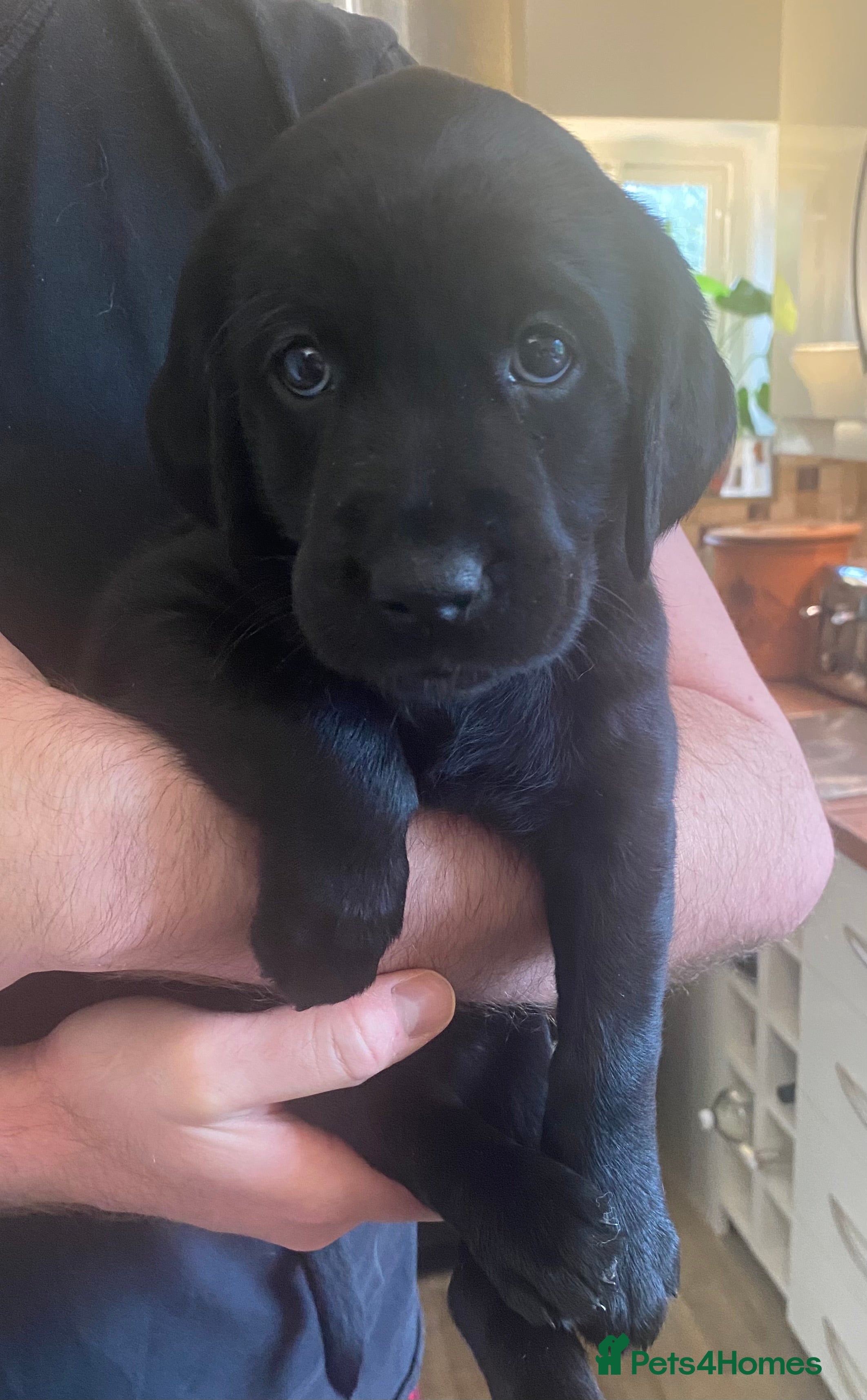 Goldador dogs 🐾Last black girl! Labrador × Retriever!🐕 - Advert 7