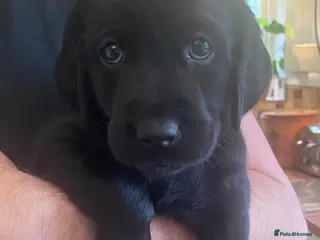 Goldador dogs 🐾Last black girl! Labrador × Retriever!🐕 - Advert 7