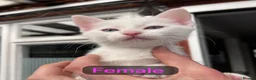 Mixed Breed cats for sale: Kittens from my Khao Manee looking for a home in Hounslow - Advert 3