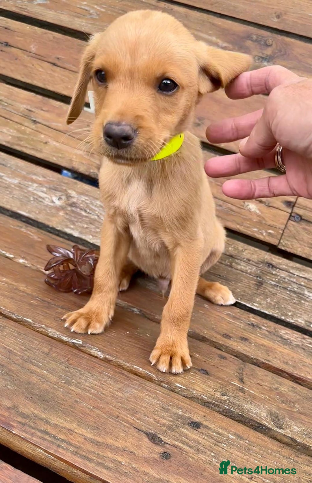 Labrador Retriever dogs for sale: Labrador Fox red  - Image 10