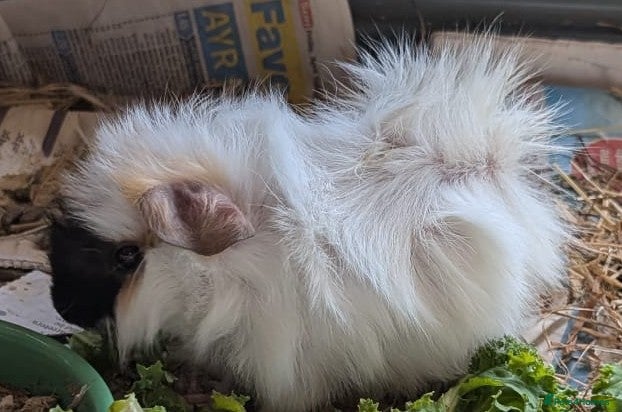 Guinea Pig rodents Beautiful female guinea pigs - Advert 18