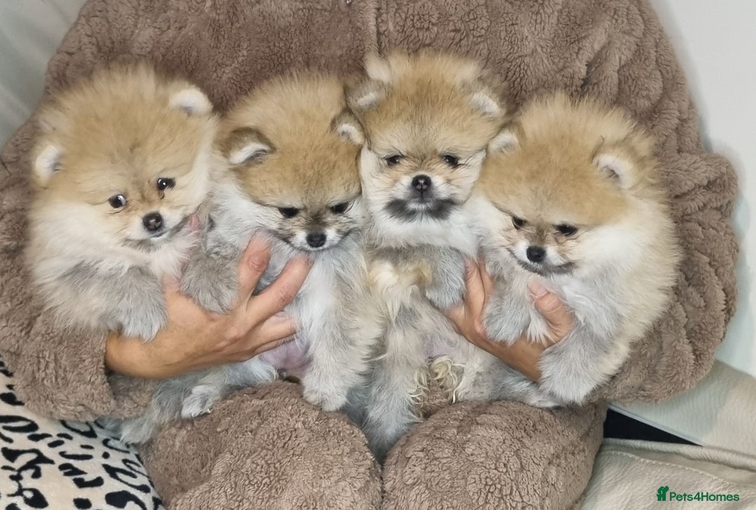 Pomeranian dogs for sale: CHAMPION BLOODLINE 3 female 1 male - Image 16