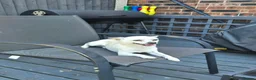 Chihuahua dogs for stud: Male chihuahua  in Stoke-on-Trent - Advert 1