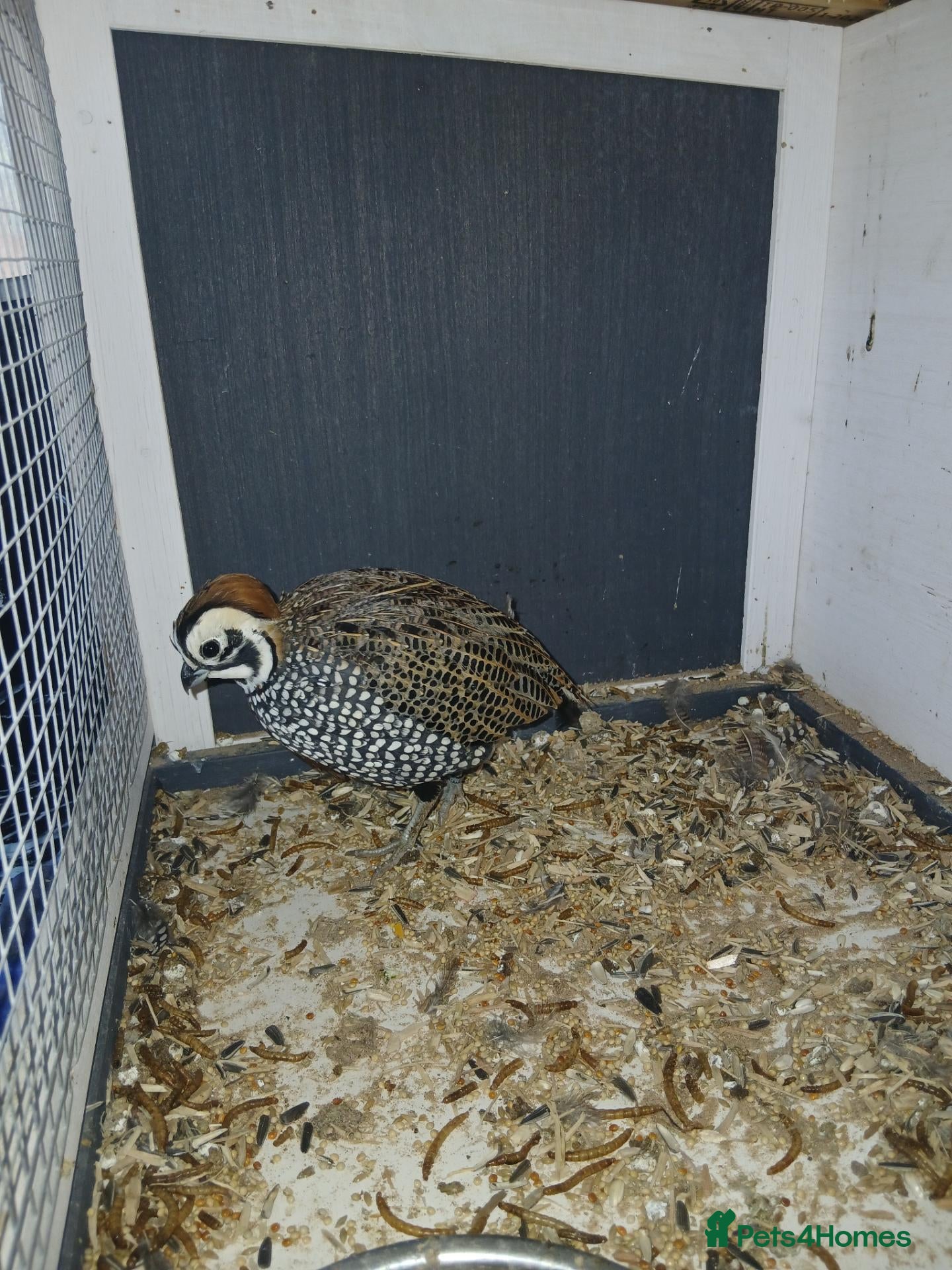 Quail poultry Mearn/montizuma quails - Advert 1