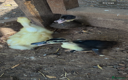 Ducks poultry for sale: Swedish black ducks from 1 week old to adult - Image 2