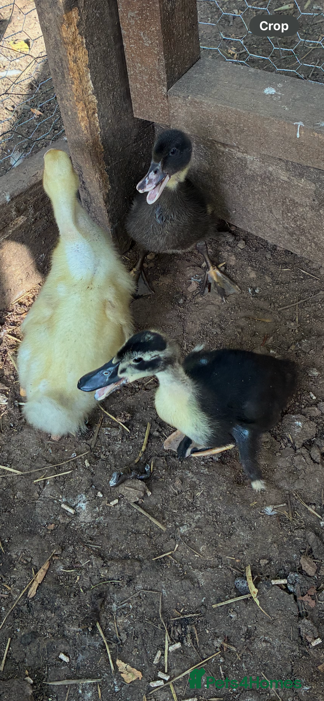 Ducks poultry for sale: Swedish black ducks from 1 week old to adult - Image 2