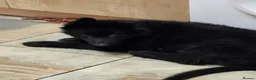 German Shepherd dogs for sale: German shepherd puppies  - Advert 4