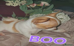Chihuahua dogs for sale: Chihuahua pups stunning - Image 13