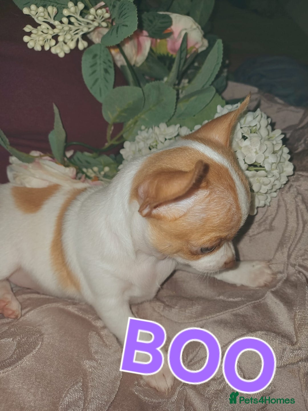 Chihuahua dogs for sale: Chihuahua pups stunning - Image 13