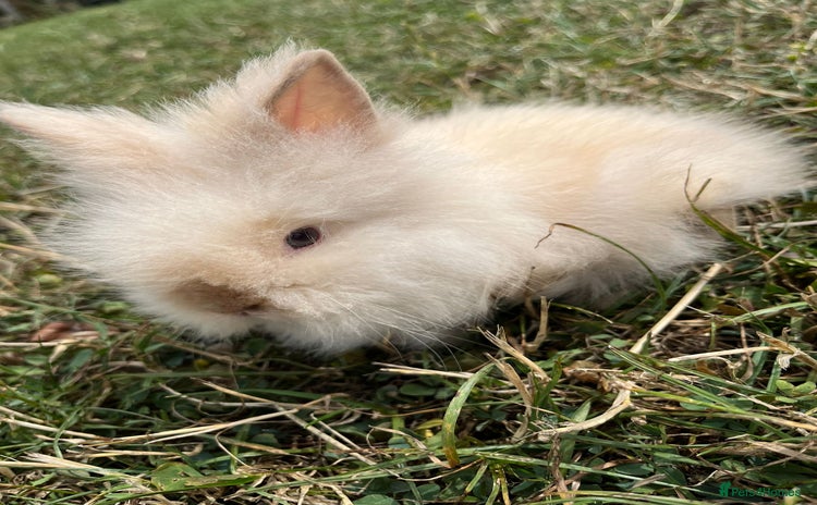 Lionhead rabbits - Advert 3