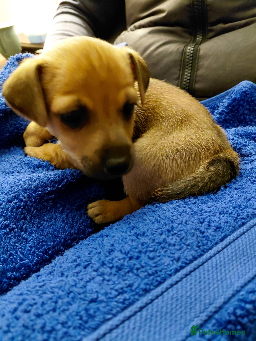 Jack Russell dogs for sale: Jack Russell Puppies - Advert 31