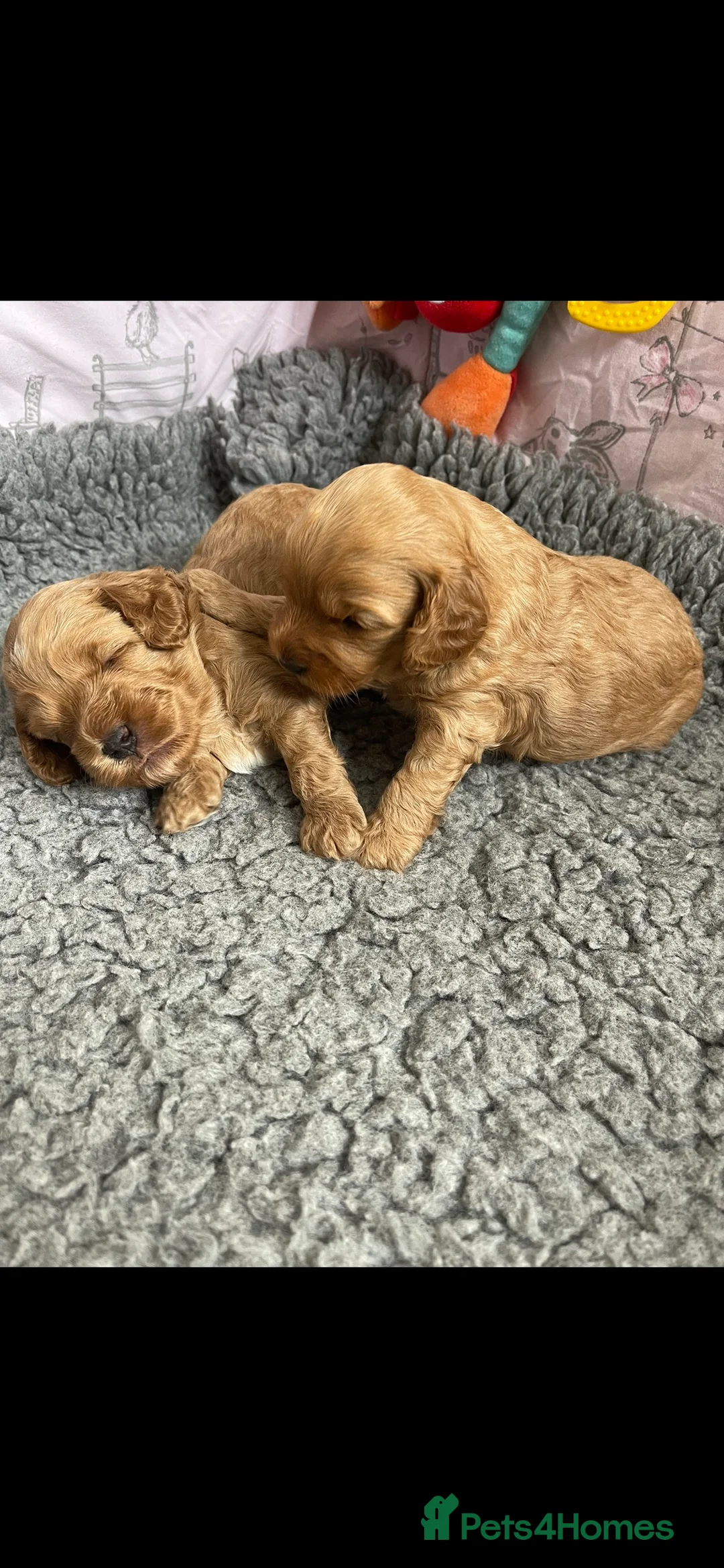 Cavapoo dogs for stud: ❤️Fully health tested red toy poodle❤️ - Advert 7