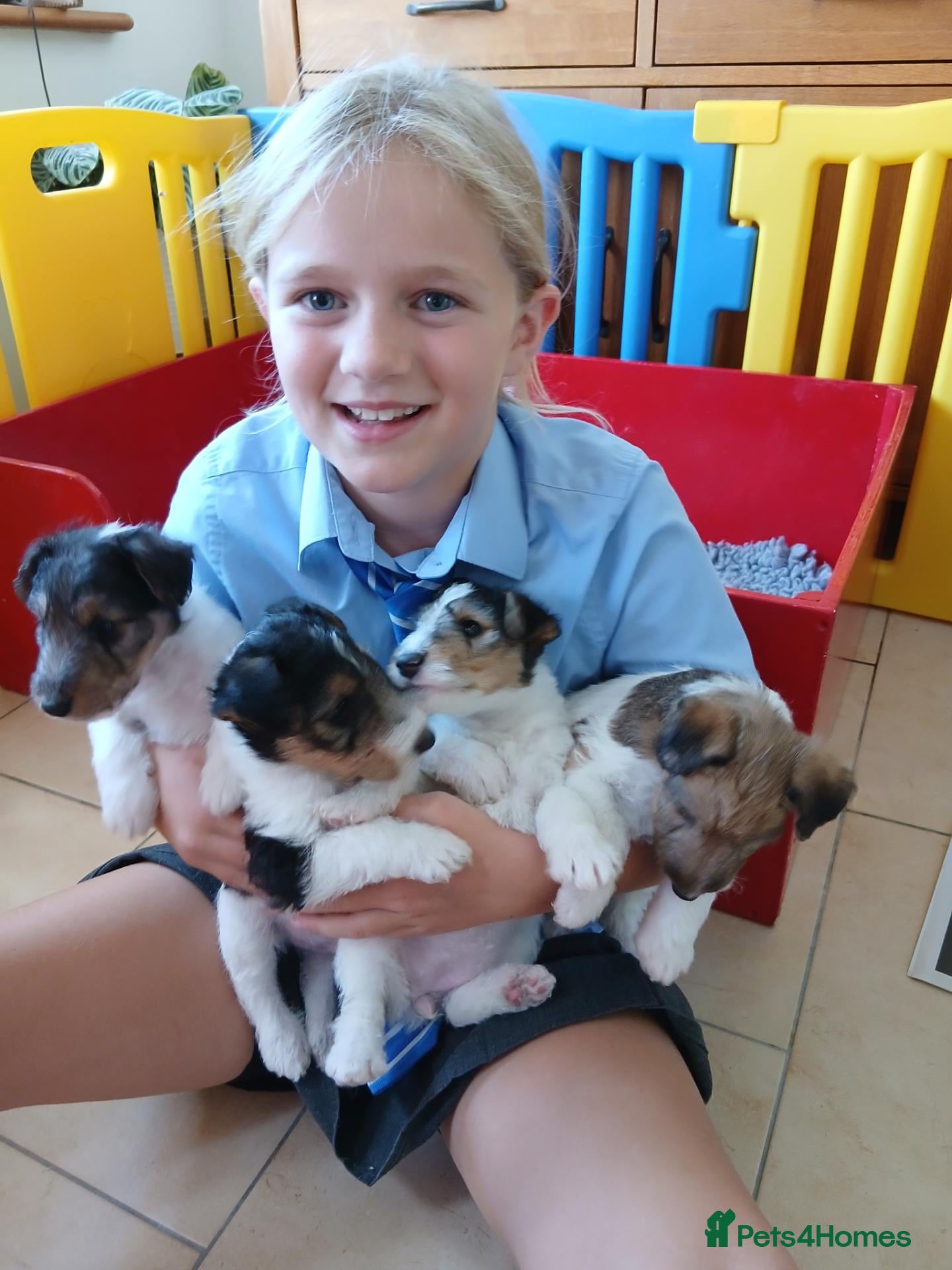 Fox Terrier dogs Wire haired fox terrier pups based in Kent - Advert 7