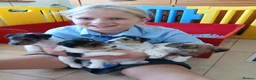 Fox Terrier dogs for sale: KC Wire haired fox terrier pups based in Kent - Advert 18
