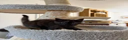 British Shorthair cats for sale: 2 Adorable BSH mixed breed kittens. - Advert 2