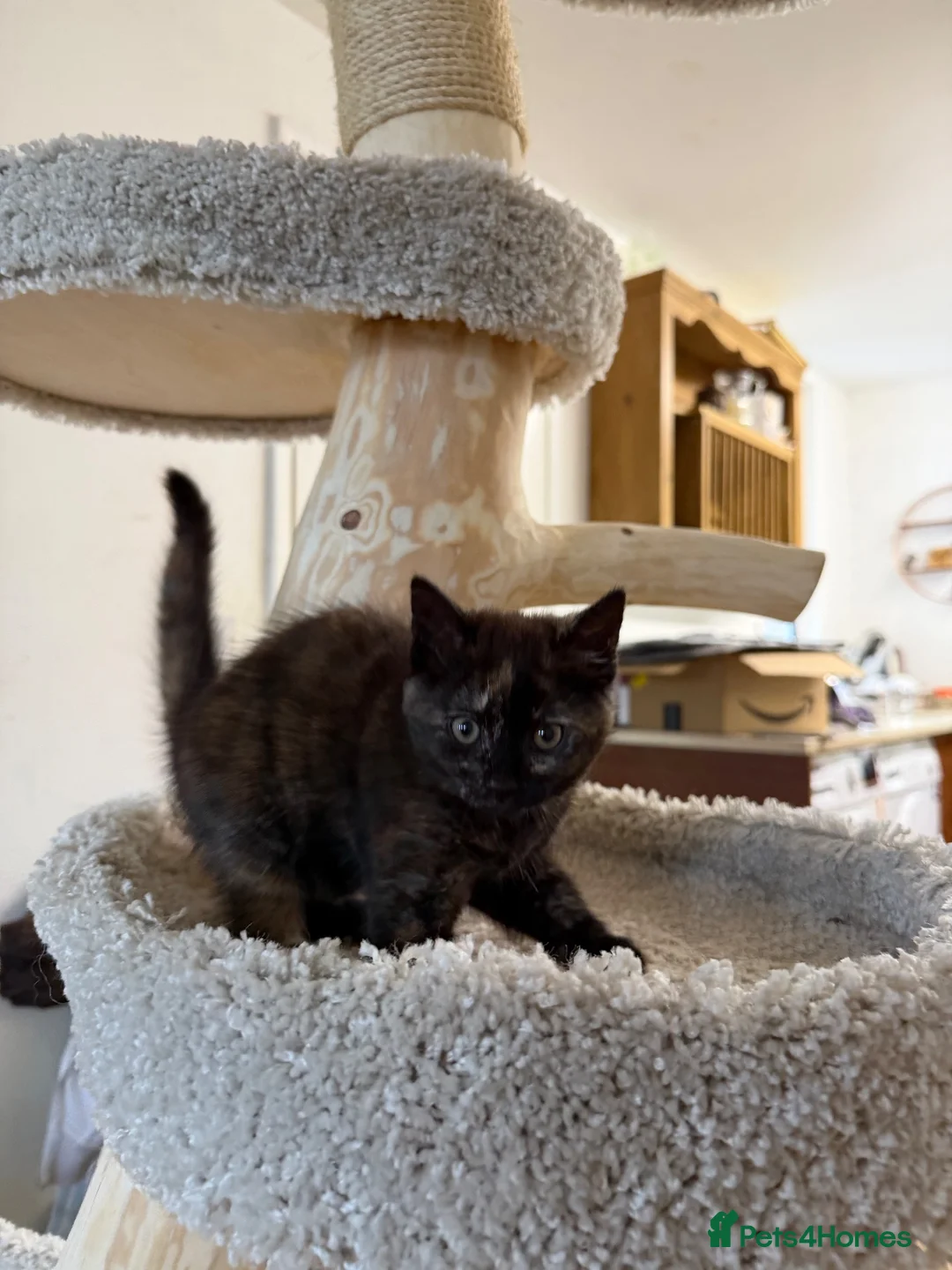 British Shorthair cats for sale: 2 Adorable BSH mixed breed kittens. - Advert 2