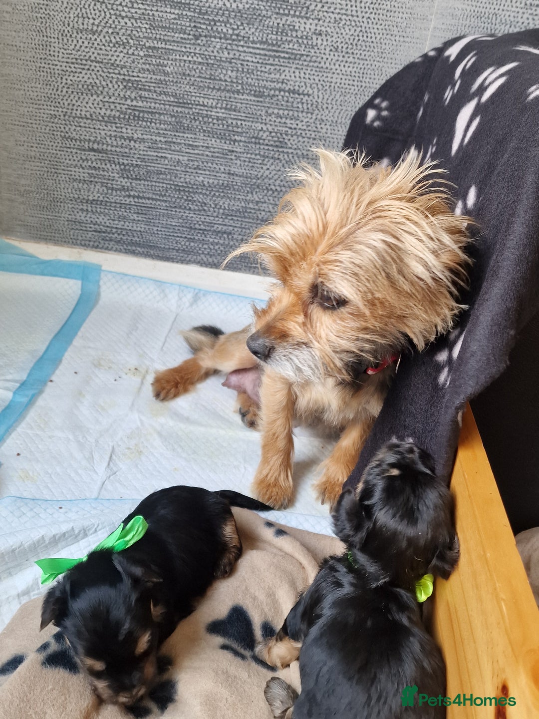 Yorkshire Terrier dogs for sale: Yorkshire terrier puppy's  - Image 9