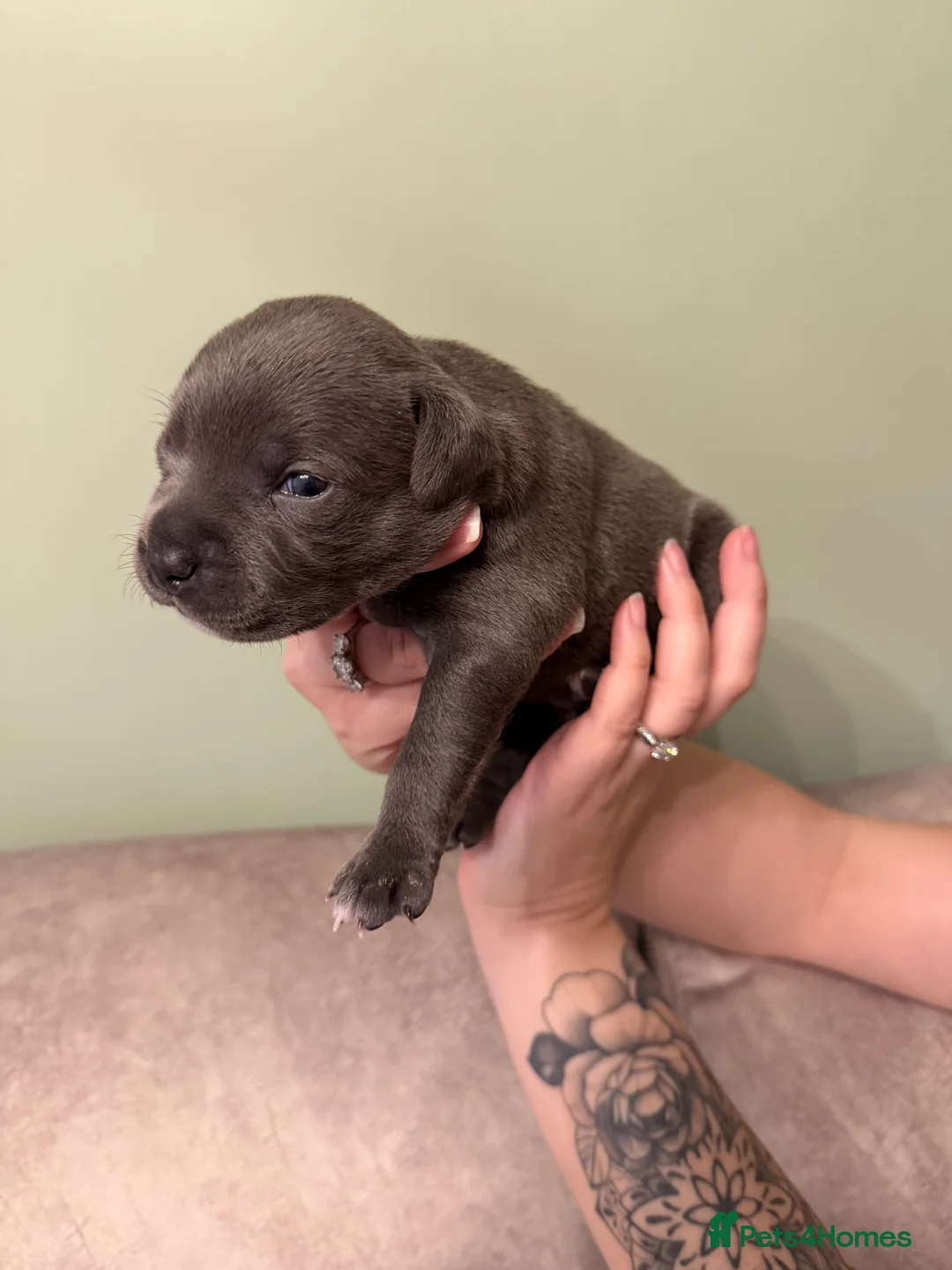 Staffordshire Bull Terrier dogs for sale: Blue Staffordshire Bull Terrier - Advert 3
