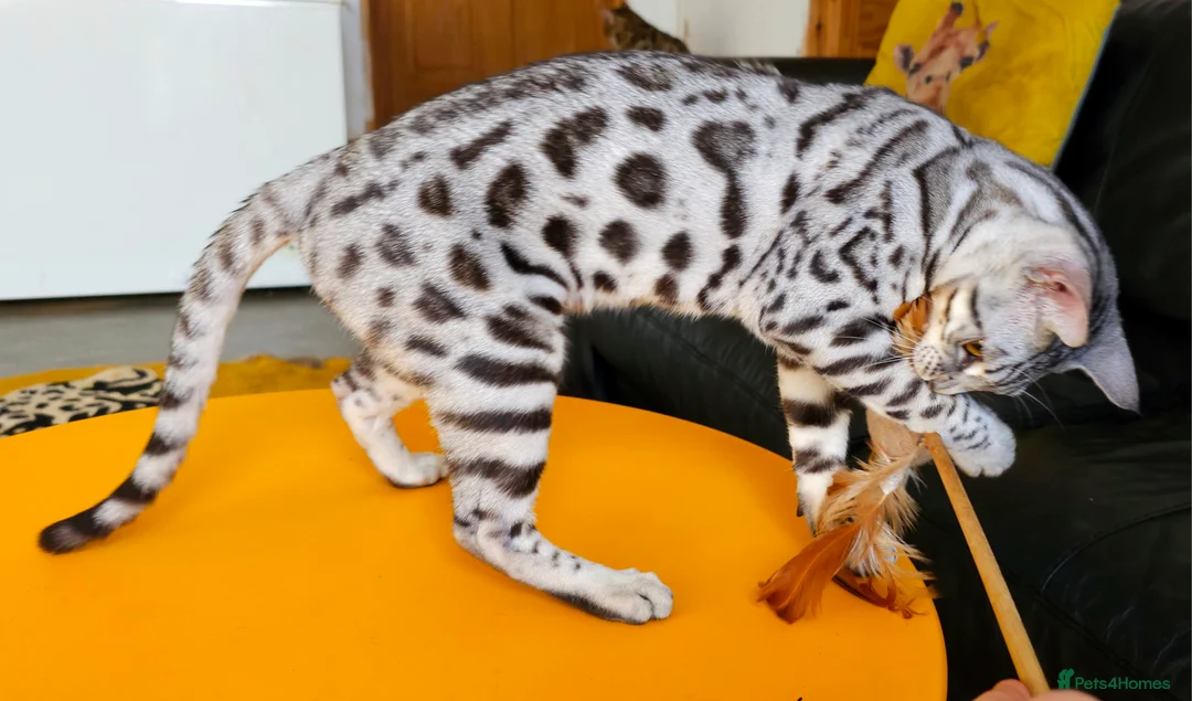 Bengal cats for sale: Exceptional Silver Rosetted Boy Available  - Advert 2